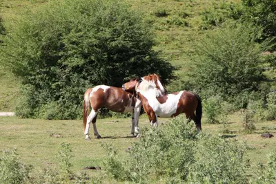 Animales en el apartamento o alrededores