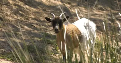Animales en the country house o alrededores