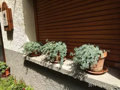 Jardín al aire libre en Casa Julio