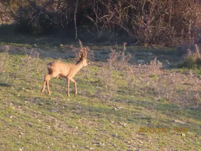 Animales en la casa o chalet o alrededores