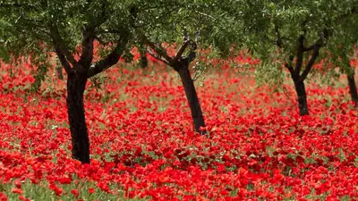 Jardín al aire libre en Casa l'Escorretger