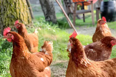 Animales en el apartamento o alrededores