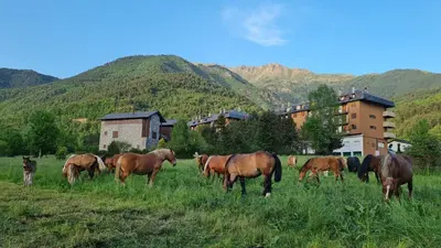 Animales en el apartamento o alrededores