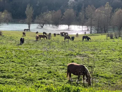 Animales en el apartamento o alrededores