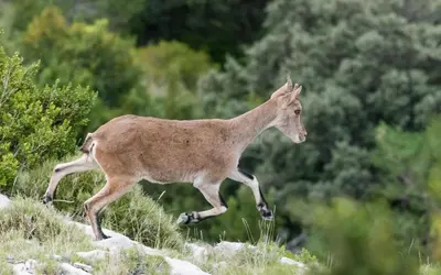 Animales en la casa o chalet o alrededores