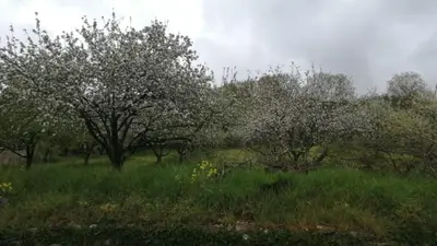 Jardín al aire libre en Sagardikoetxea II