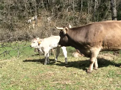 Animales en el hostal o pensión o alrededores