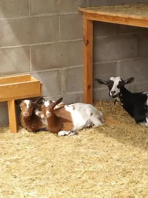 Animales en la casa o chalet o alrededores