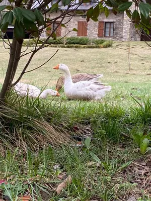 Animales en el apartamento o alrededores