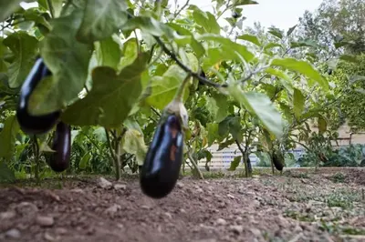 Jardín al aire libre en Casa Rural Espasa