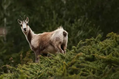 Animales en el hotel o alrededores