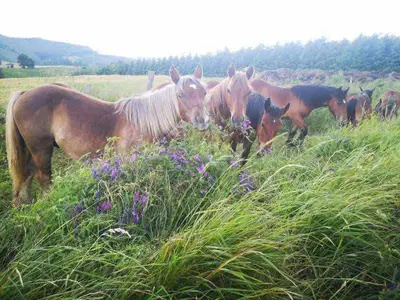 Animales en el chalet de montaña o alrededores